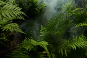 Paraiso Verde